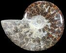 Polished, Agatized Ammonite (Cleoniceras) - Madagascar #54535-1